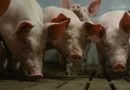 Filière porcine : une facture sociale et environnementale élevée à anticiper