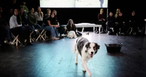 «In bocca al Lupo», de Judith Zagury : loup y es-tu