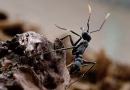 Influenceurs fourmis : la découverte de la première reine suscite une joie indescriptible