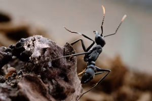 Influenceurs fourmis : la découverte de la première reine suscite une joie indescriptible