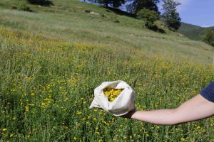 Initiation à l'herboristerie pratique : découvrez les plantes comestibles et médicinales