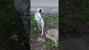 Inscrivez-vous sur JESUISTERREAU.COM : Dalmatienne, rénovation et récup'