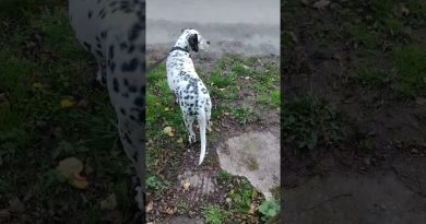 Inscrivez-vous sur JESUISTERREAU.COM : Dalmatienne, rénovation et récup'