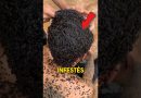 Insectes Étranges Découverts Dans Vos Cheveux !
