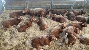 illustration agrandir l