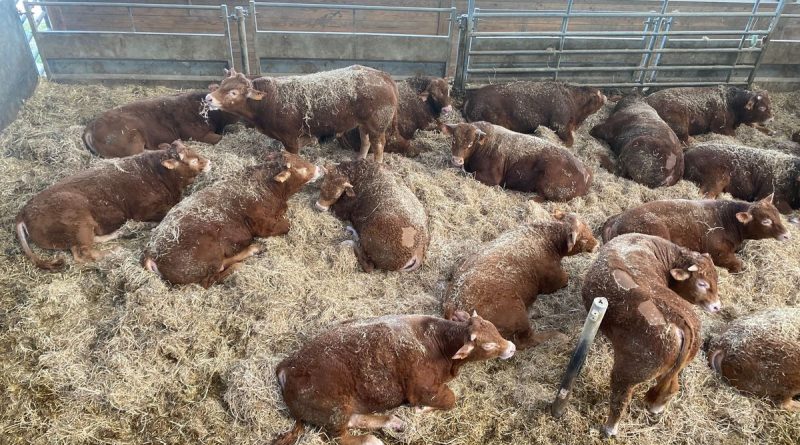 illustration agrandir l