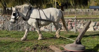 J'ai testé pour vous la fabrication artisanale du jus de pommes grâce à un cheval - ici