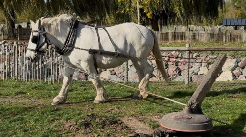 J'ai testé pour vous la fabrication artisanale du jus de pommes grâce à un cheval - ici