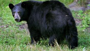 Japon, Slovaquie, Inde... Que se cache-t-il derrière la hausse des attaques d'ours dans le monde?