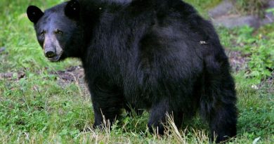 Japon, Slovaquie, Inde... Que se cache-t-il derrière la hausse des attaques d'ours dans le monde?