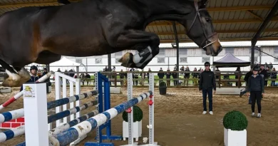 « Je suis vendeur de plaisir » : des chevaux de compétition à acheter dans ces prestigieuses