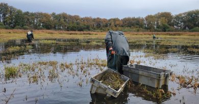 illustration agrandir l