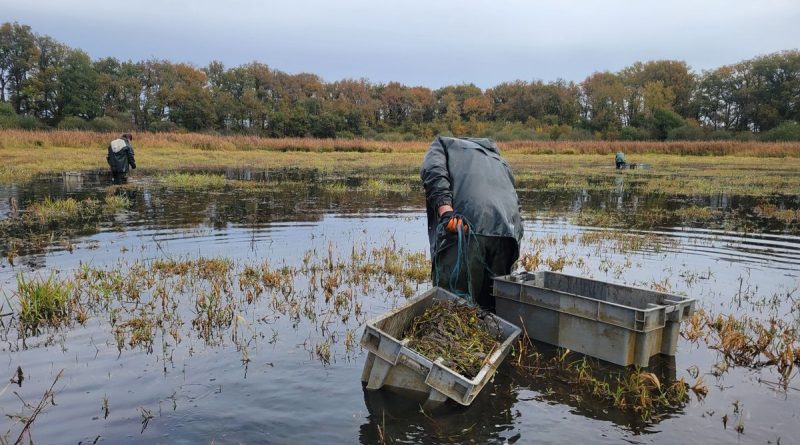 illustration agrandir l