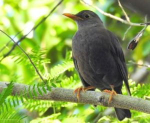 L’Atlas de la biodiversité de Poum, lauréat de la Palme Ifrecor 2025