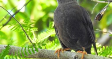 L’Atlas de la biodiversité de Poum, lauréat de la Palme Ifrecor 2025