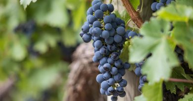 Occitanie, Toulouse, Montpellier, landscape, sea, mountain, vineyard, canal