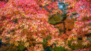 L’Erable du Japon - ICI