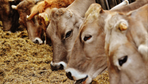 La DNC gagne du terrain dans les P-O, la surveillance est renforcée dans l’Aude - L'Echo du Languedoc