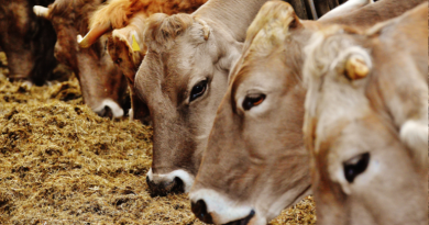 La DNC gagne du terrain dans les P-O, la surveillance est renforcée dans l’Aude - L'Echo du Languedoc