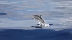 La Martinique, clé de la protection des baleines et dauphins en Caraïbe face à la coopération régionale