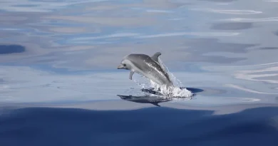 La Martinique, clé de la protection des baleines et dauphins en Caraïbe face à la coopération régionale