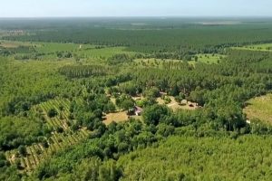 La Nouvelle-Aquitaine peut maudire l’Amérique pour avoir laissé s’échapper cet animal qui menace désormais la plus grande forêt artificielle d’Europe