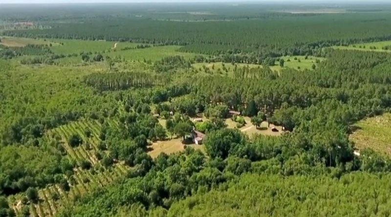 La Nouvelle-Aquitaine peut maudire l’Amérique pour avoir laissé s’échapper cet animal qui menace désormais la plus grande forêt artificielle d’Europe