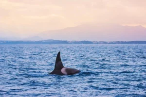 La Nouvelle-Aquitaine sur « le fil du rasoir » avec cette équation complexe : 35 millions € de perte pour son économie ou la sauvegarde des mammifères marins