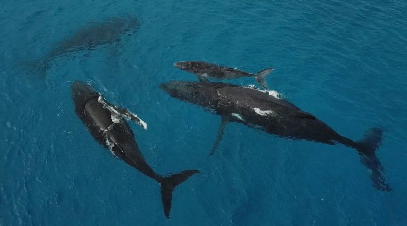 La Polynésie compte faire ralentir les bateaux pour sauver des baleines