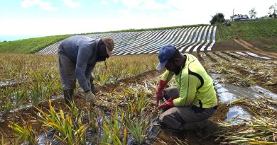 La Réunion et les RUP en mission à Bruxelles pour sauver l’agriculture