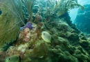 La chaleur des océans menace les coraux : focus sur le récif de Floride