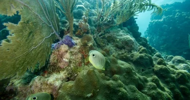 La chaleur des océans menace les coraux : focus sur le récif de Floride