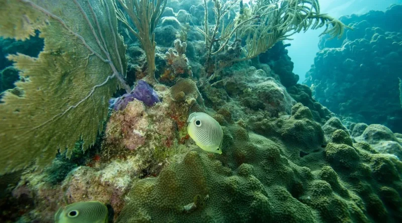 La chaleur des océans menace les coraux : focus sur le récif de Floride