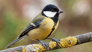 La mésange, la gloutonne de l'hiver qui adore les graines de tournesol - ICI