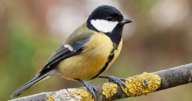 La mésange, la gloutonne de l'hiver qui adore les graines de tournesol - ICI
