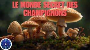 La mycologie : un univers en pleine croissance