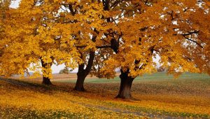 La part belle aux arbres d'ornement pour habiller le jardin - ici