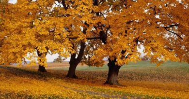La part belle aux arbres d'ornement pour habiller le jardin - ici