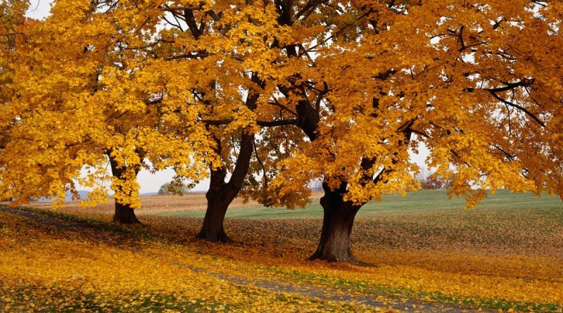 La part belle aux arbres d'ornement pour habiller le jardin - ici
