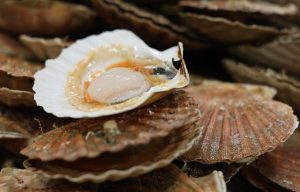 La question pas si bête : pourquoi la coquille saint-jacques est-elle surnommée « l'or blanc » ?