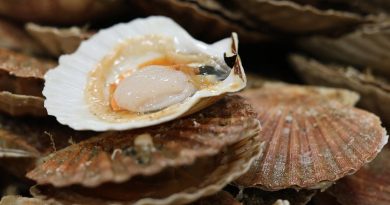 La question pas si bête : pourquoi la coquille saint-jacques est-elle surnommée « l'or blanc » ?