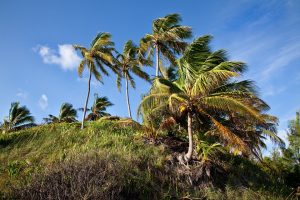Martinique, Fort-de-France, beach, volcano, palm, rainforest, Creole, boat, island