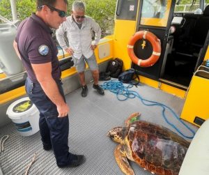 La tortue sauvée dans la mangrove à Dumbéa va retrouver le lagon mercredi