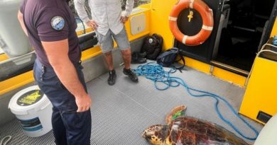 La tortue sauvée dans la mangrove à Dumbéa va retrouver le lagon mercredi