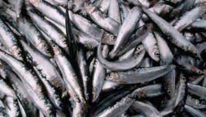 La traditionnelle harengade de Cayeux c'est samedi - ICI