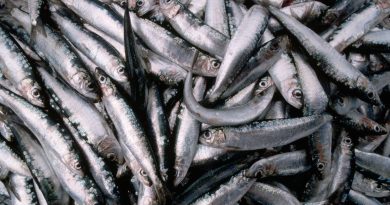 La traditionnelle harengade de Cayeux c'est samedi - ICI