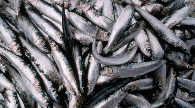 La traditionnelle harengade de Cayeux c'est samedi  - ICI