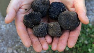 La truffe de Lorraine : comment la choisir, la cuisiner et l’apprécier simplement - ICI