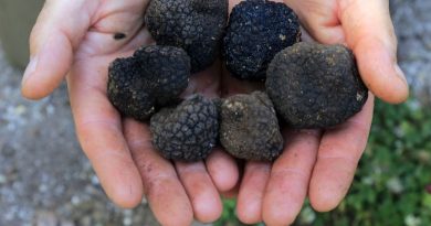 La truffe de Lorraine : comment la choisir, la cuisiner et l’apprécier simplement - ICI