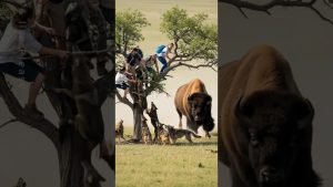 Le Bison Américain Sauve les Explorateurs